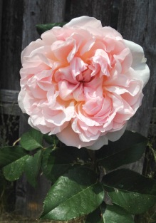 William Morris Rose blooming in my garden, 2016.