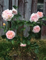 William Morris rose blooming in my garden.