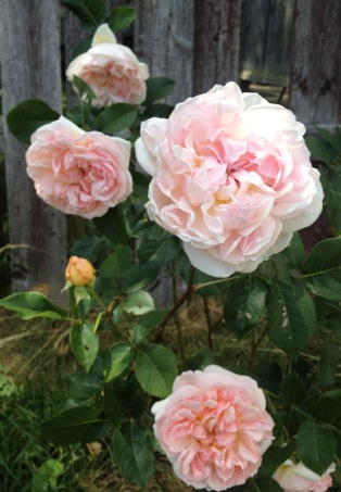 William Morris rose blooming in my garden. They have delicate smell and the flowers are pastel shades of pink and peach colour. It is one of the first roses I started to grow in my garden.
