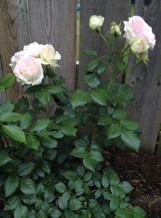 Eden rose, which I purchased in spring of 2016. It is how it looked pretty shortly after I have planted it. Then it stopped flowering for a while concentrating on making roots and growing much bigger.