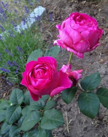 Othello roses from my garden before they fully opened, 2016.