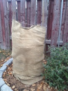 Rose protected from cold with mulching, chicken wire collar and burlap.