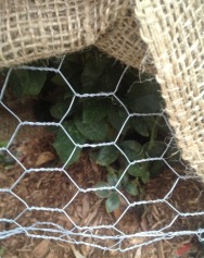 Here you can see the kind of chicken wire we have used inside the burlap enclosure.