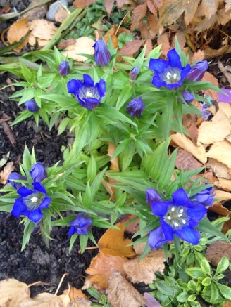 Late blooming flowers - Little blue flower - Rocky Diamond - Blue Heart.