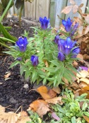 Species Gentiana scarba - "Rocky Diamond - Blue Heart" blooming in the middle of November 2016.