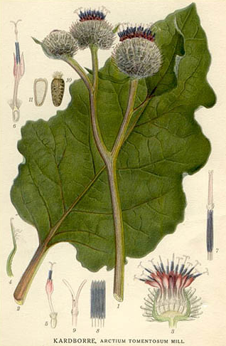 Burdock - an illustrationfrom the Bilder ur nordens flora (Public Domain)