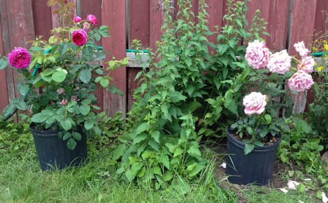 Two of my first roses - Othello and Memorial Day, waiting to be planted while I am preparing a space for them.