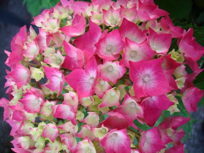 A beautiful pink hydrangea. There were many hydrangeas of various colours blooming at this time beside houses in the Lake Garda area and many other places in Northern Italy. Also I have noticed many hydrangeas blooming in the close by Lugano in Switzerland when I have visited it then in June.