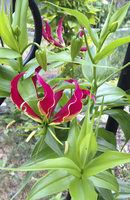 A beautiful tropical Gloriosa lily flower growing in our garden. It was supposed to be an annual in our growing zone. If the tubers would be taken out for the winter and properly stored, they can be planted next year. Some plants are poisonous, like this one, but it is also used for medicinal purposes. Particularly dangerous are its tubers, and when eaten they can be deadly.