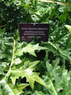 Spiny Bear's Breech - in Latin called "Acanthus spinosus" in full bloom in the Niagara Park's Botanical Gardens, Canada.