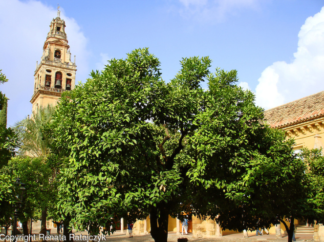 Orange trees growing in the courtyard of Patio de los Naranjos in Cordoba, Spain. This is part of the Mezquita - great mosque and since XVI century a cathedral. I was there a while ago. I wish we could grow orange trees year round as well, but it is not the case in our cold climate. 