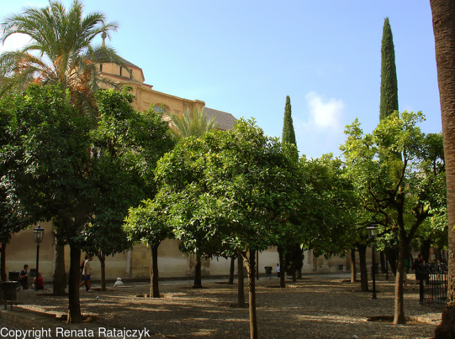More orange trees Orange trees growing in the courtyard of Patio de los Naranjos in Cordoba, Spain, part of the Mezquita - great mosque and since XVI century a cathedral. 