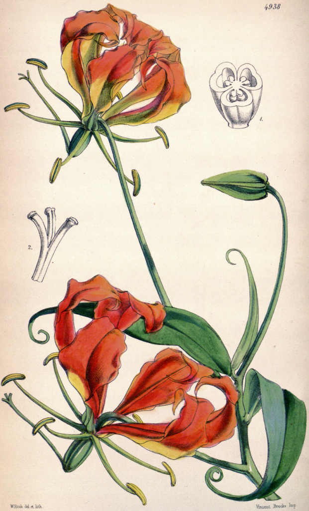 Gloriosa superba drawing from Curtis's Botanical Magazine v.82 (1856) - public domain. 