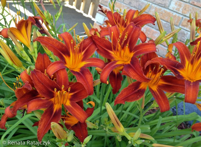 Rusty colour daylilies blooming in front of our house.