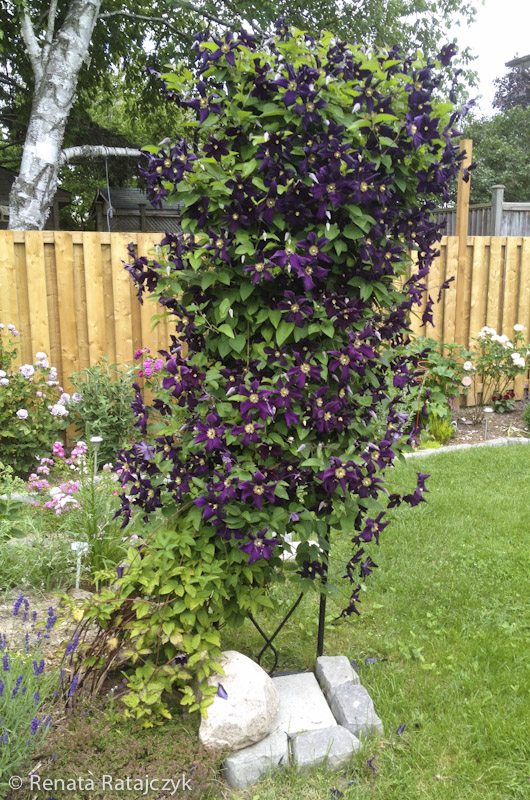 Here is a view on our Clematis from another side. It the background our new face still under construction. 