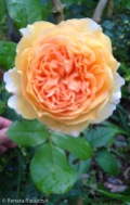 A beautiful orange-yellow rose blooming in front of the terrace. I don't know what is its name.