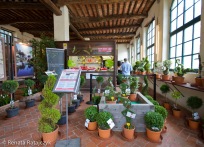A gift show located beside the entrance to the Villa Garzoni gardens. It offers many beautiful topiaries for sale.