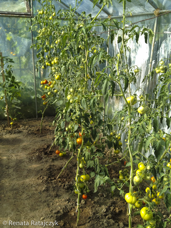 Interesting way of growing tomatos in this organic garden, Poland. 