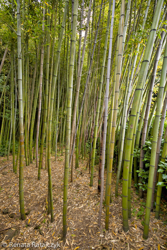 The bamboo forest in Garzoni garden, Italy. 