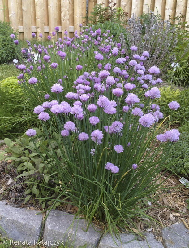 Chives are one of the first coming to live in spring and bloom beautifully for at least a month or longer during spring. 