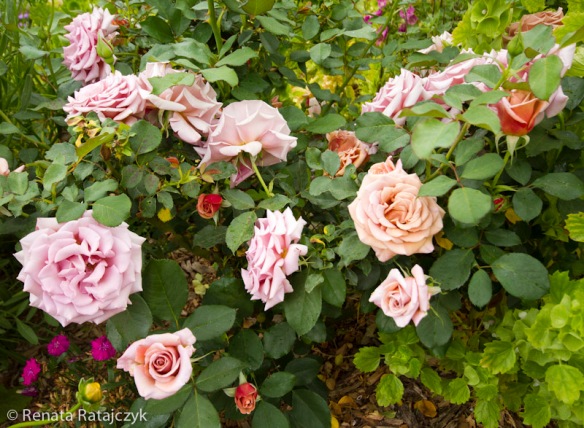 Visiting Rose Garden In Descanso Gardens In Pasadena California