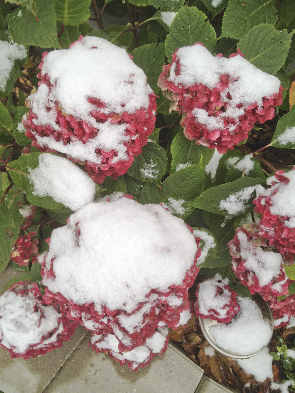 A closer look at our Bloomstruck Hydrangea covered in snow, November 7, 2019.